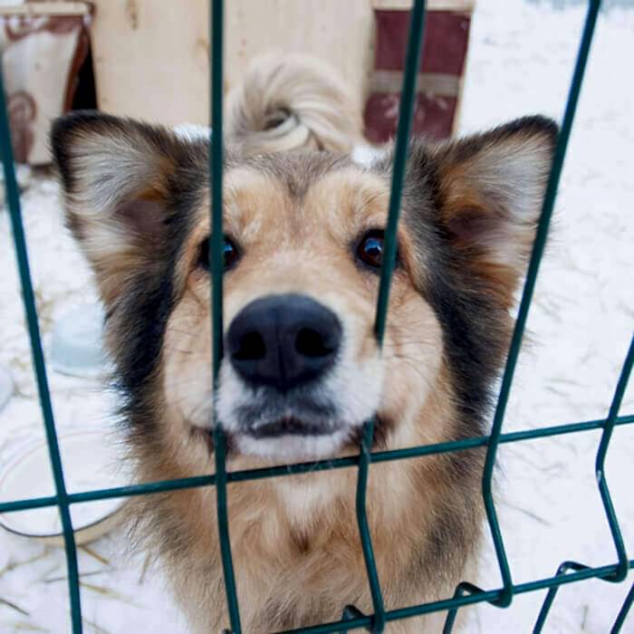 Sevimli Evcil Dostlarınız İçin Köpek Kafesleri Yapıyoruz