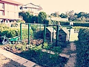 Tel Çit Köpek Kulübesi